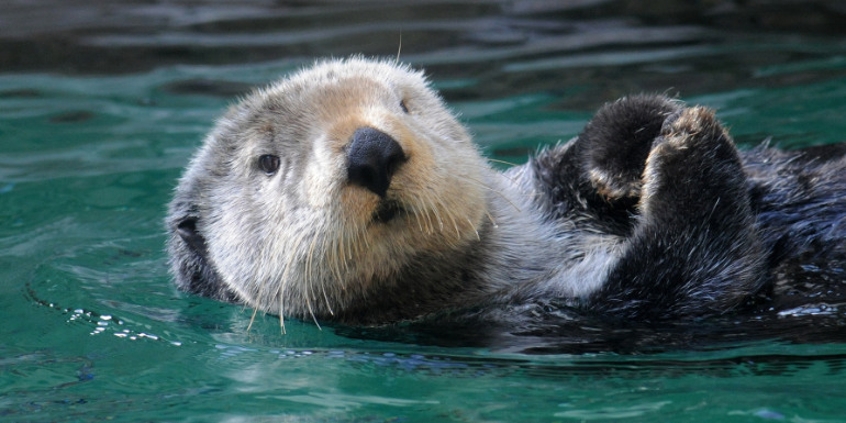 seattle aquarium sea otter cruise port