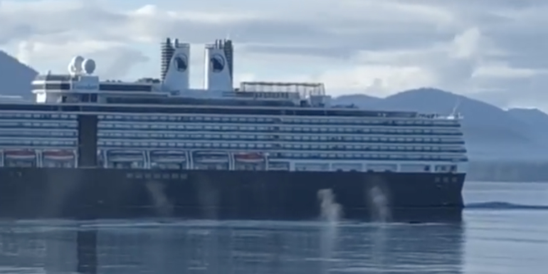 holland america eurodam whales alaska